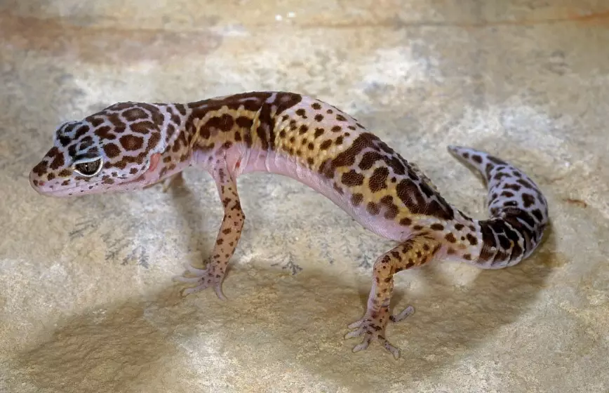 ultra rare leopard gecko