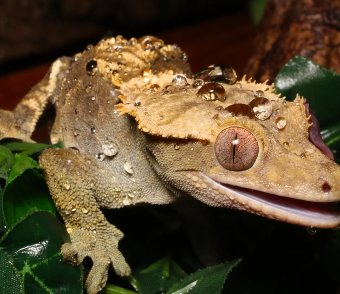 best hygrometer for crested gecko