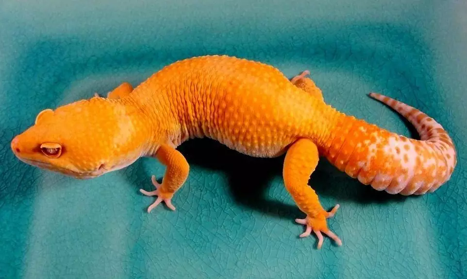 super giant leopard gecko