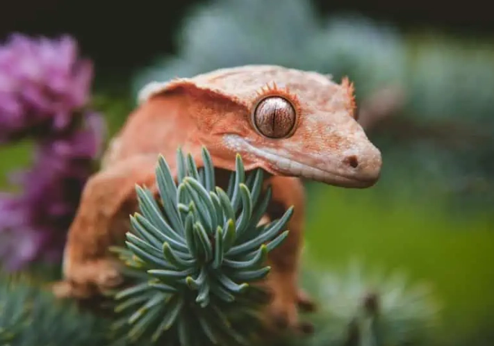 crested gecko shedding problems crested gecko shedding problems