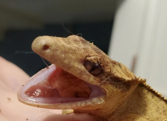 crested gecko dehydration crested gecko dehydration