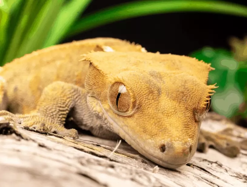 how to raise humidity for crested gecko