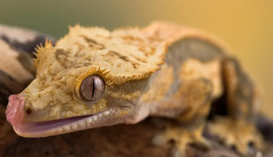 crested gecko dehydration crested gecko dehydration