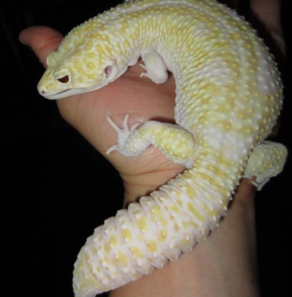 leopard gecko size