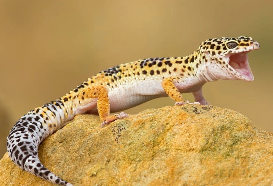 rare leopard gecko morphs rare leopard gecko morphs