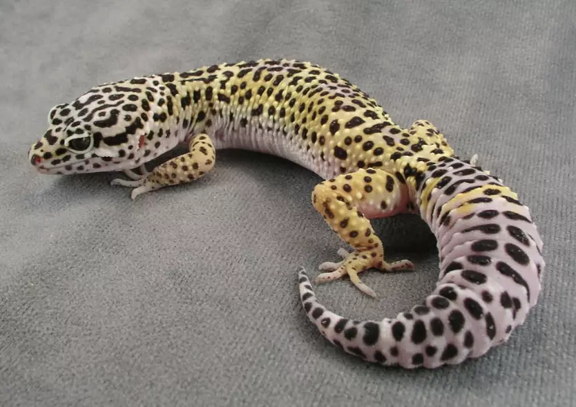 biggest leopard gecko