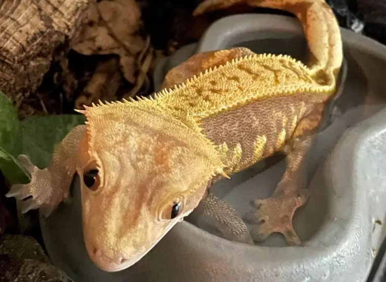 crested gecko care