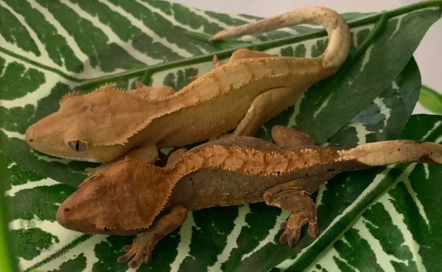crested gecko humidity