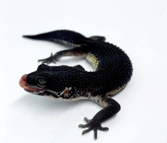 rarest leopard gecko morph