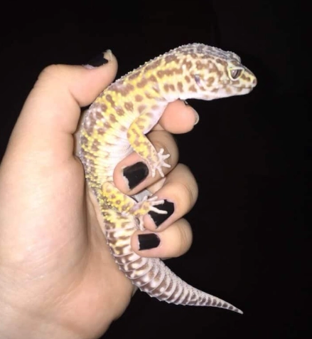 ultra rare leopard gecko