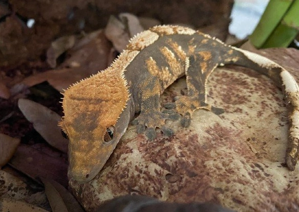 crested gecko humidity too low crested gecko humidity too low