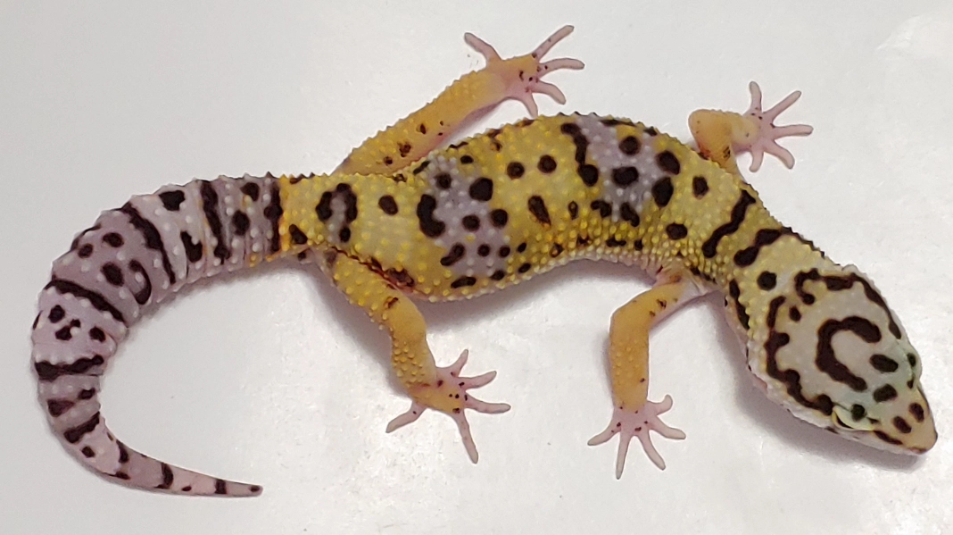 giant leopard gecko care