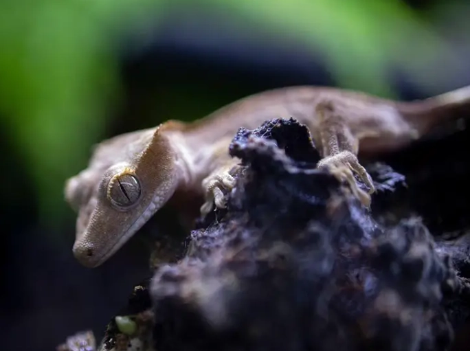 crested gecko humidity too low crested gecko humidity too low