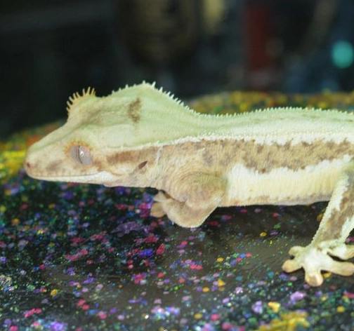 signs of dehydrated crested gecko signs of dehydrated crested gecko