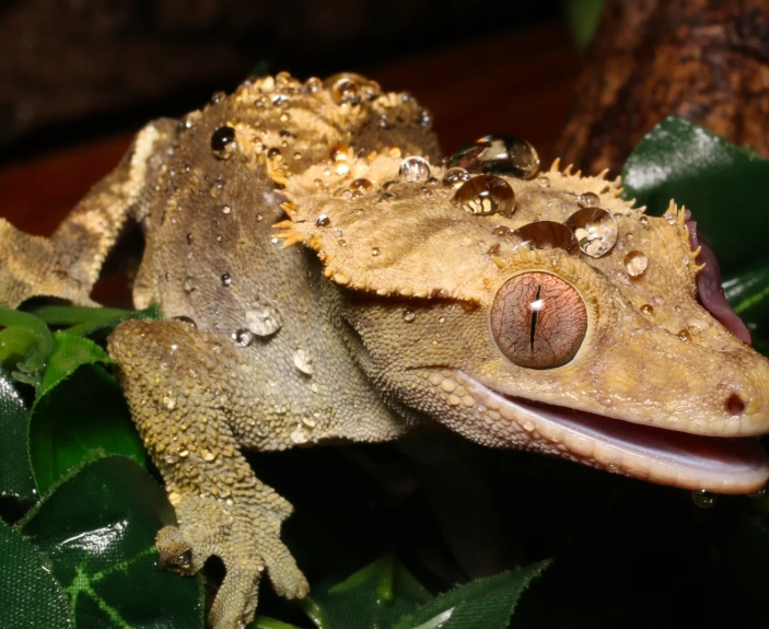 how to increase humidity for crested gecko how to increase humidity for crested gecko