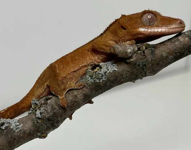 how to increase humidity for crested gecko how to increase humidity for crested gecko