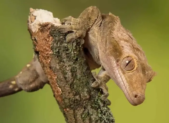 crested gecko shedding problems crested gecko shedding problems