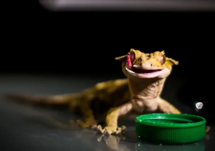 how to hydrate crested gecko how to hydrate crested gecko