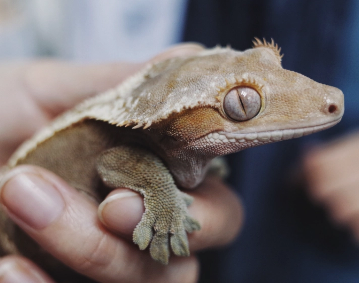 90% humidity crested gecko