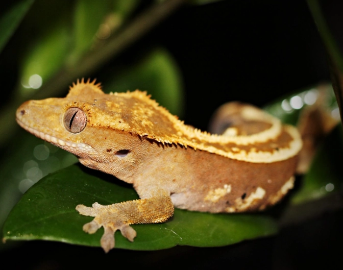 90% humidity crested gecko