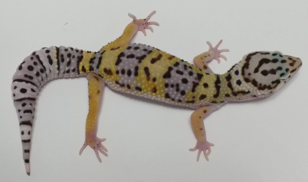 leopard gecko size