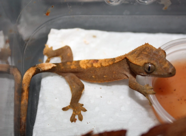 crested gecko humidity