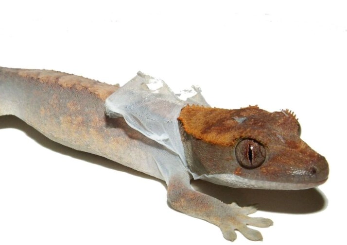 crested gecko humidity