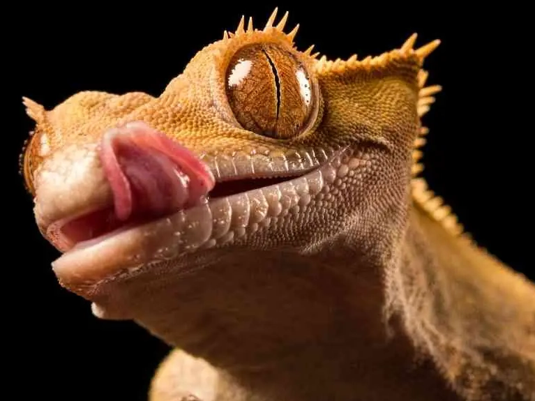 how to hydrate crested gecko how to hydrate crested gecko