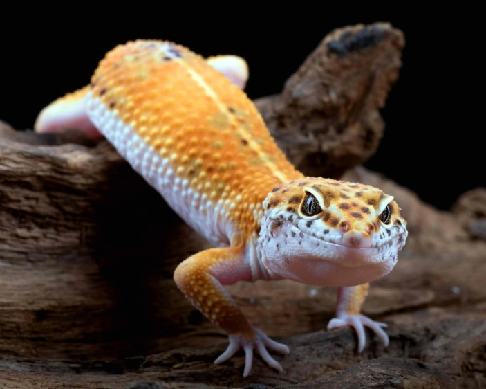 giant leopard gecko