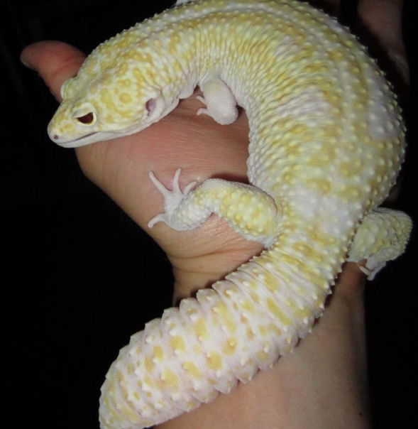 giant leopard gecko care
