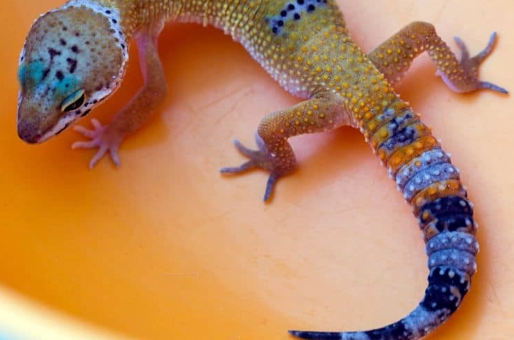 leopard gecko care