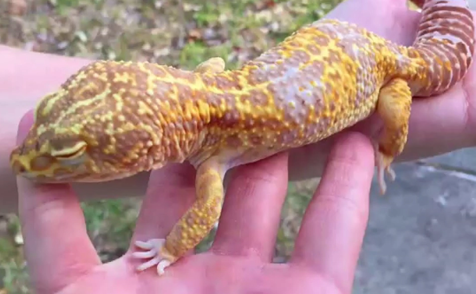 super giant leopard gecko