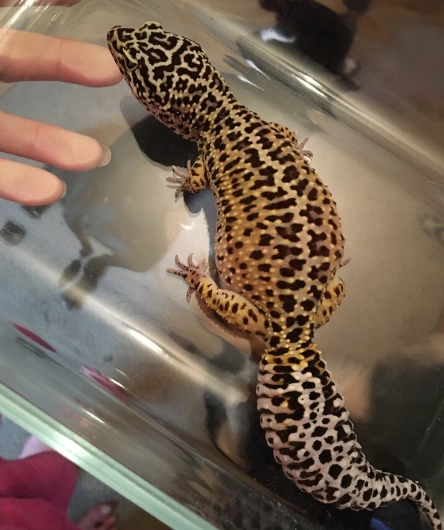 leopard gecko size comparison