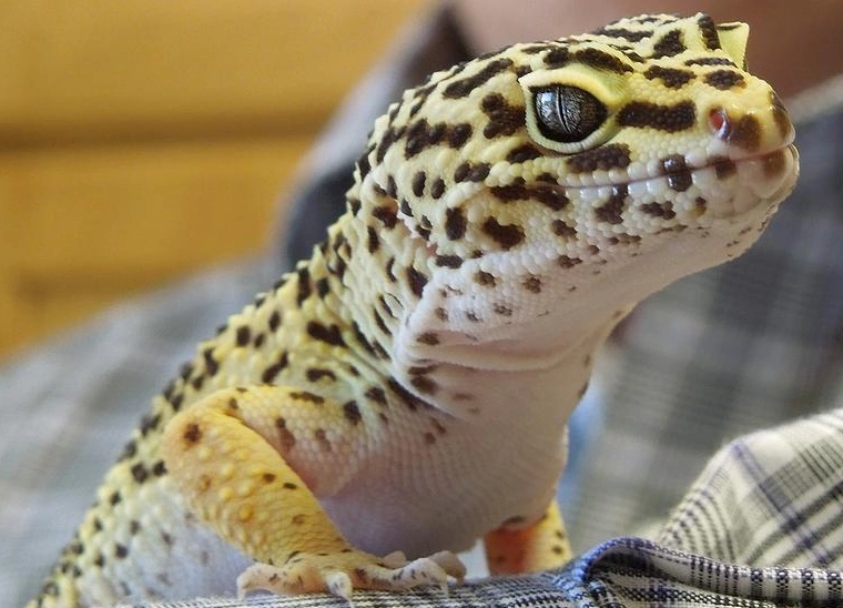leopard gecko care