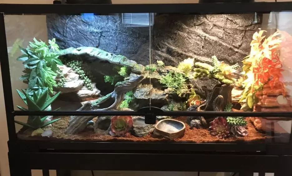 reptile habitat requirements