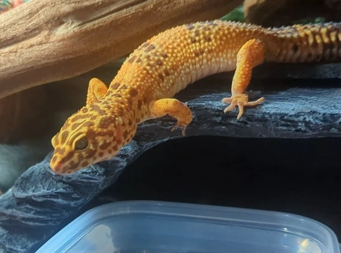 leopard gecko diet