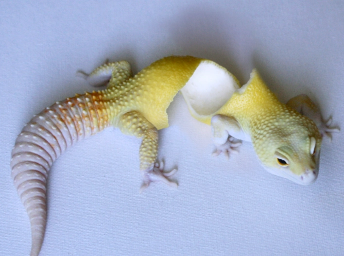 blue leopard gecko