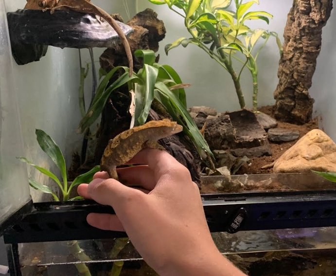 crested gecko tank size