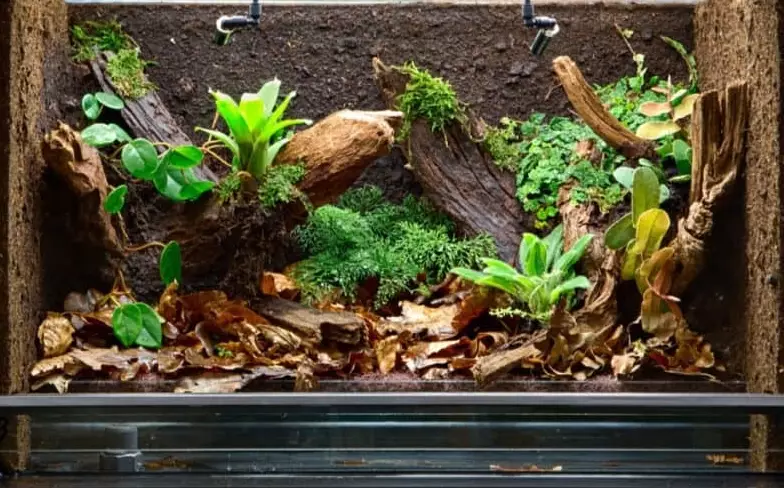 crested gecko enclosure size