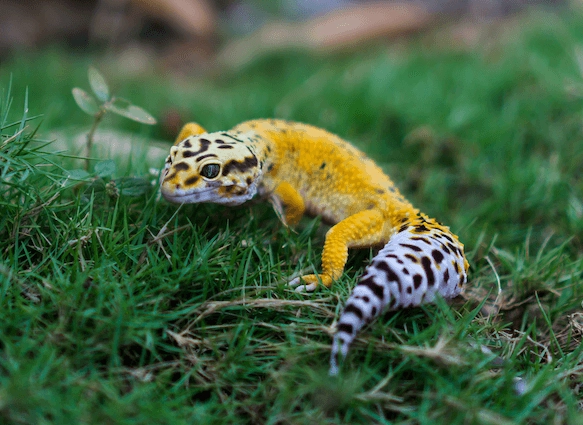 leopard gecko care
