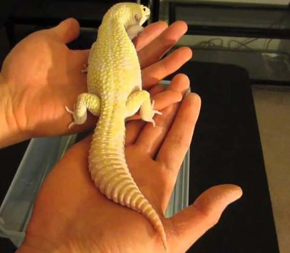 super giant leopard gecko
