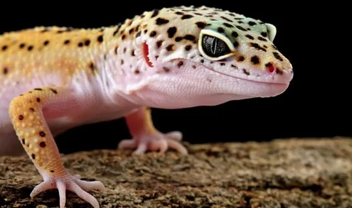 giant leopard gecko lifespan