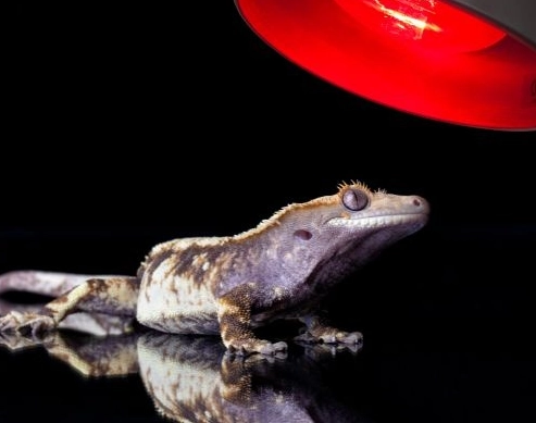 gecko temperature requirements