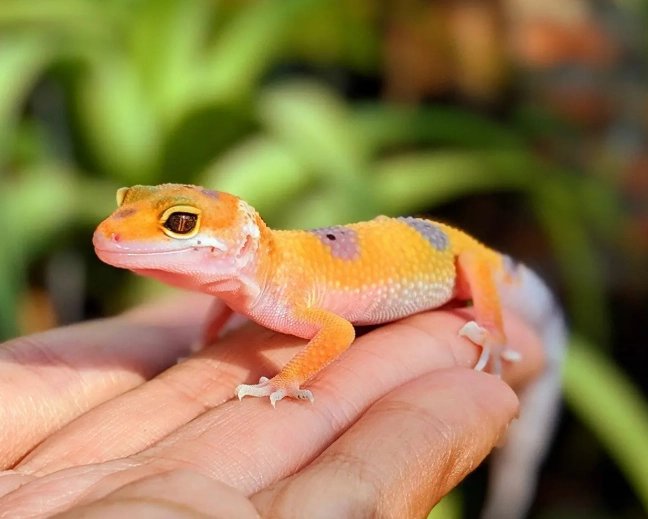 leopard gecko care
