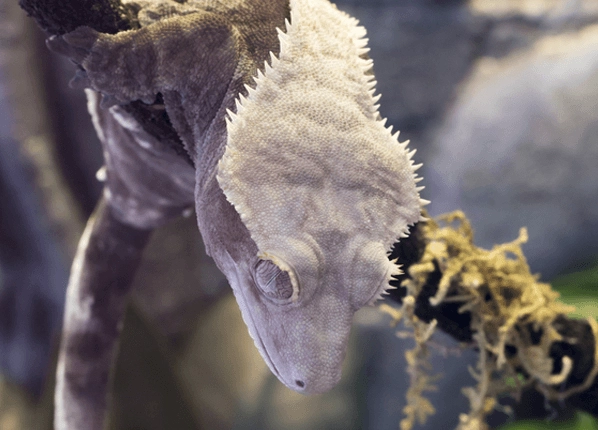 crested gecko humidity too high crested gecko humidity too high