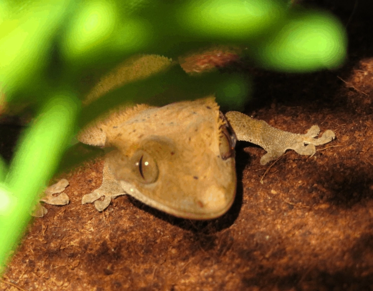 crested gecko temperature