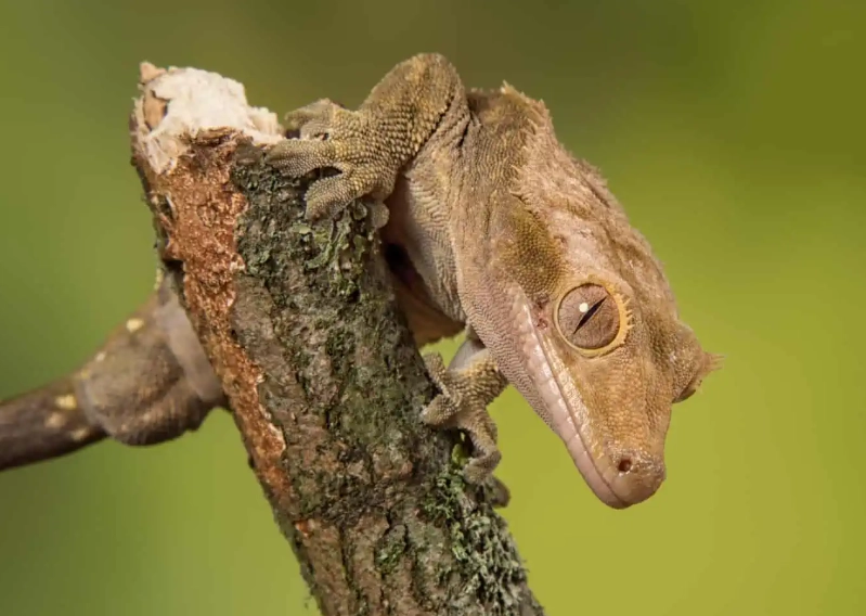 crested gecko care guide
