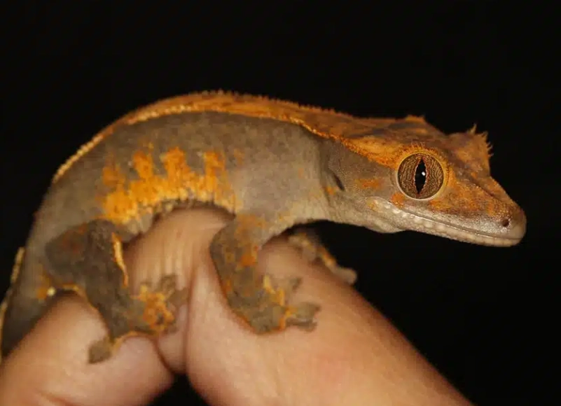 crested gecko temperature