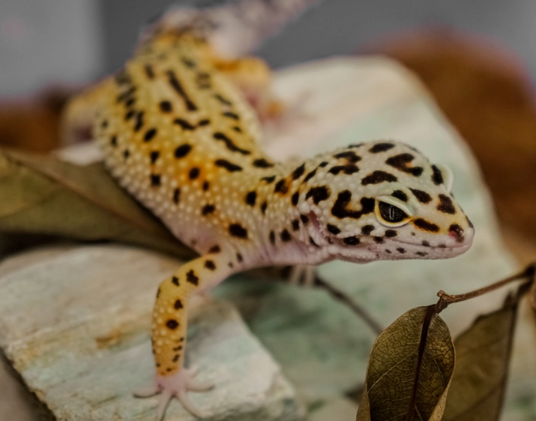 leopard gecko care for beginners