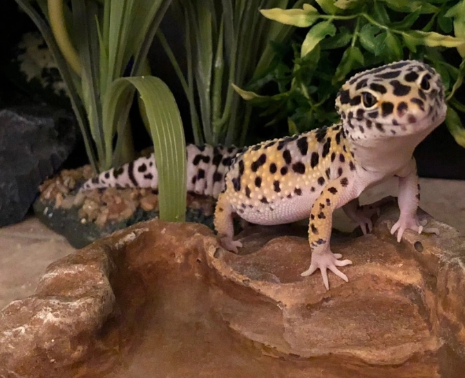 leopard gecko setup